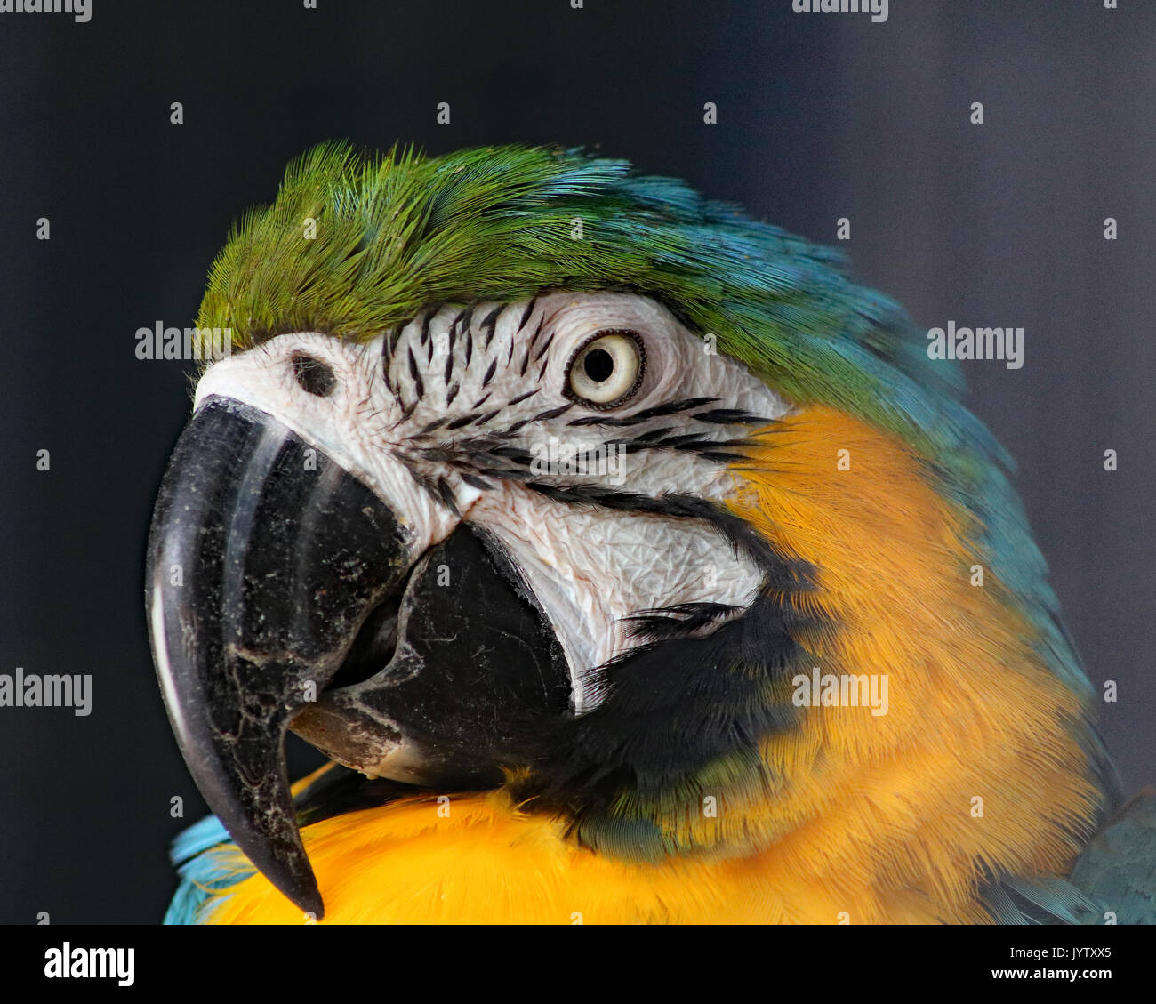 Azul y Amarillo Guacamayo closeup en perfil Foto de stock