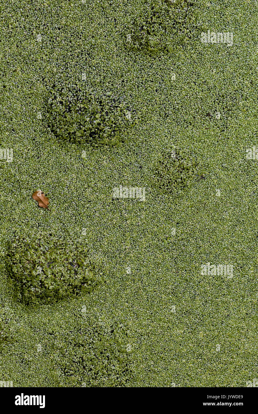 Algas verdes sobre un estanque, estanque de la vida Foto de stock