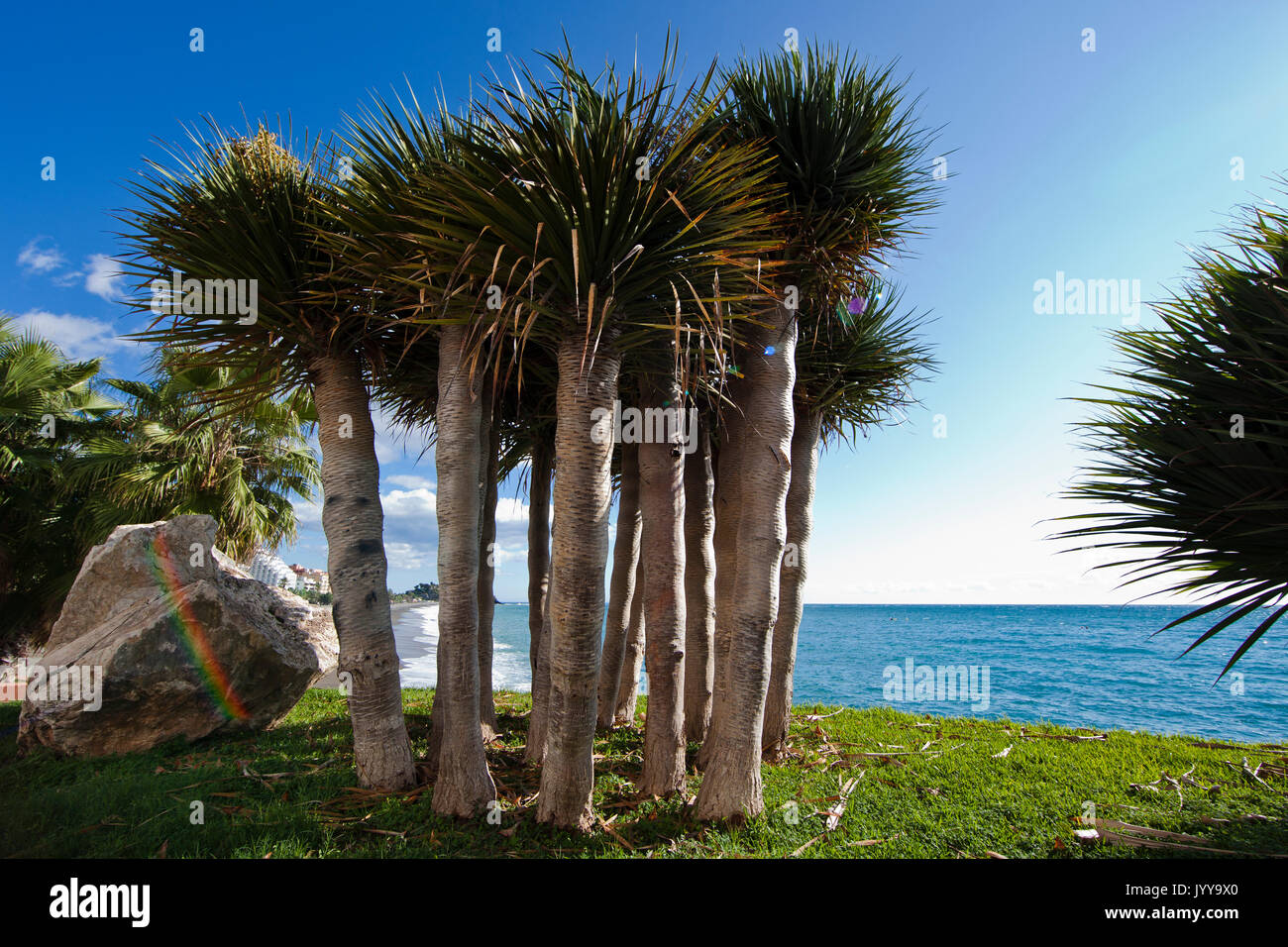 Las palmeras en la playa cerca de Almuñecar, Costa Tropical, Andalucía, España. Foto de stock