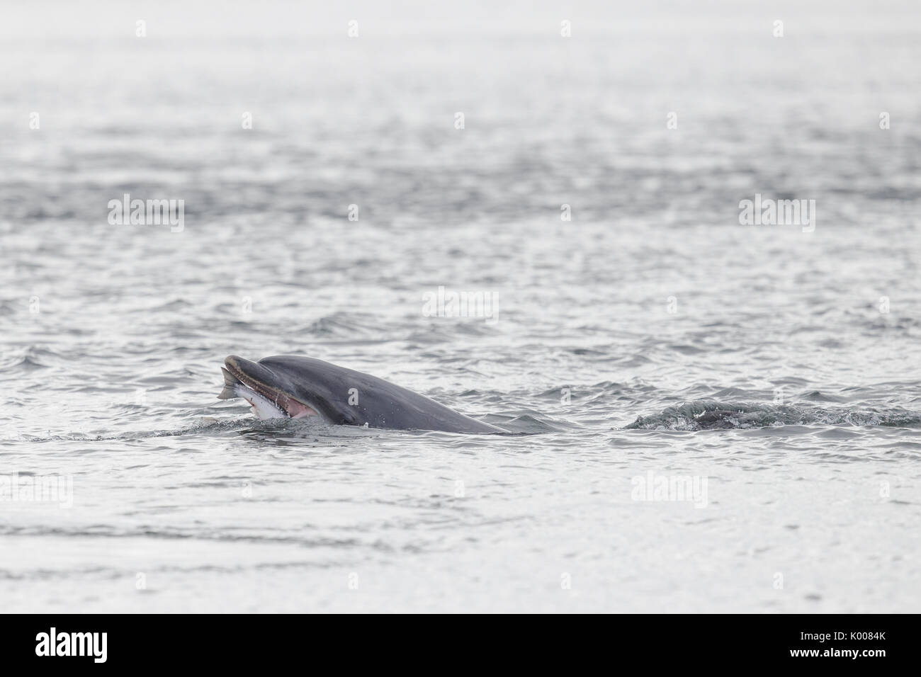 La caza de delfines mulares y alimentándose de salmón en el Moray Firth Foto de stock