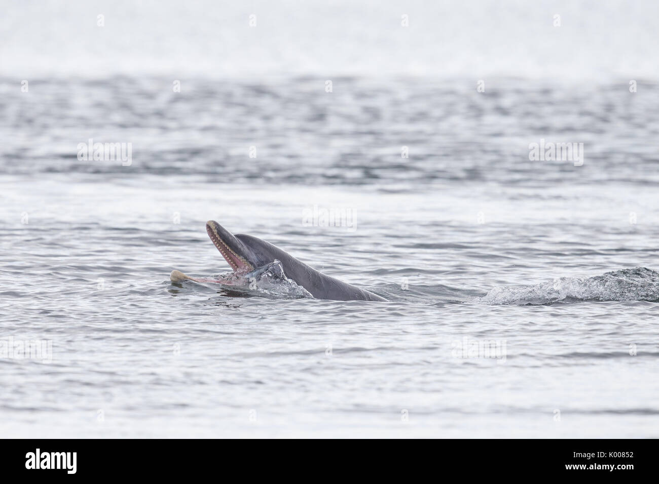 La caza de delfines mulares y alimentándose de salmón en el Moray Firth Foto de stock