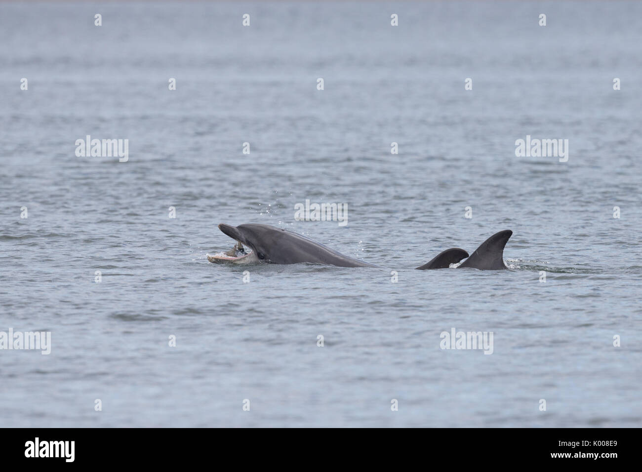 La caza de delfines mulares y alimentándose de salmón en el Moray Firth Foto de stock