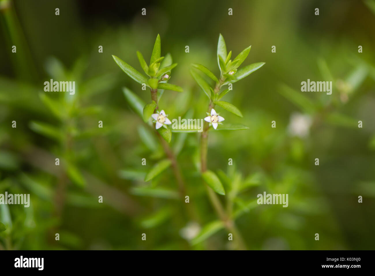 Pantano australiano (Crassula stonecrop helmsii) en flor. Las plantas acuáticas invasoras, aka pygmyweed de Nueva Zelandia, en la familia de las crasuláceas Foto de stock