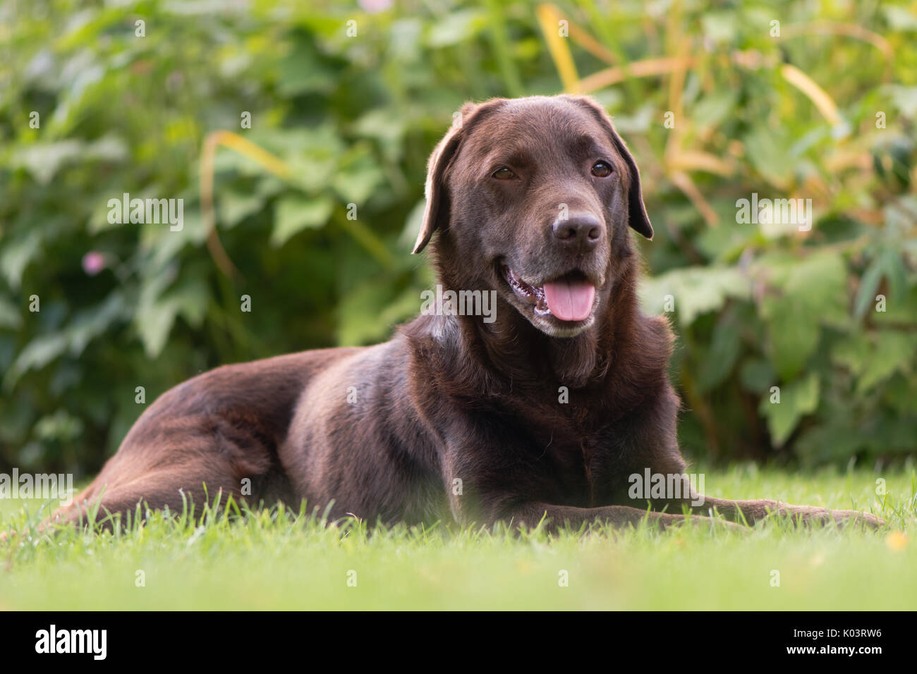 Labrador Chocolate acostado. Perro marrón sobre el césped delante de flores Foto de stock