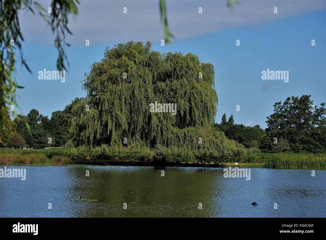Estanque en el parque los sauces llorones pescador Fotografía de stock