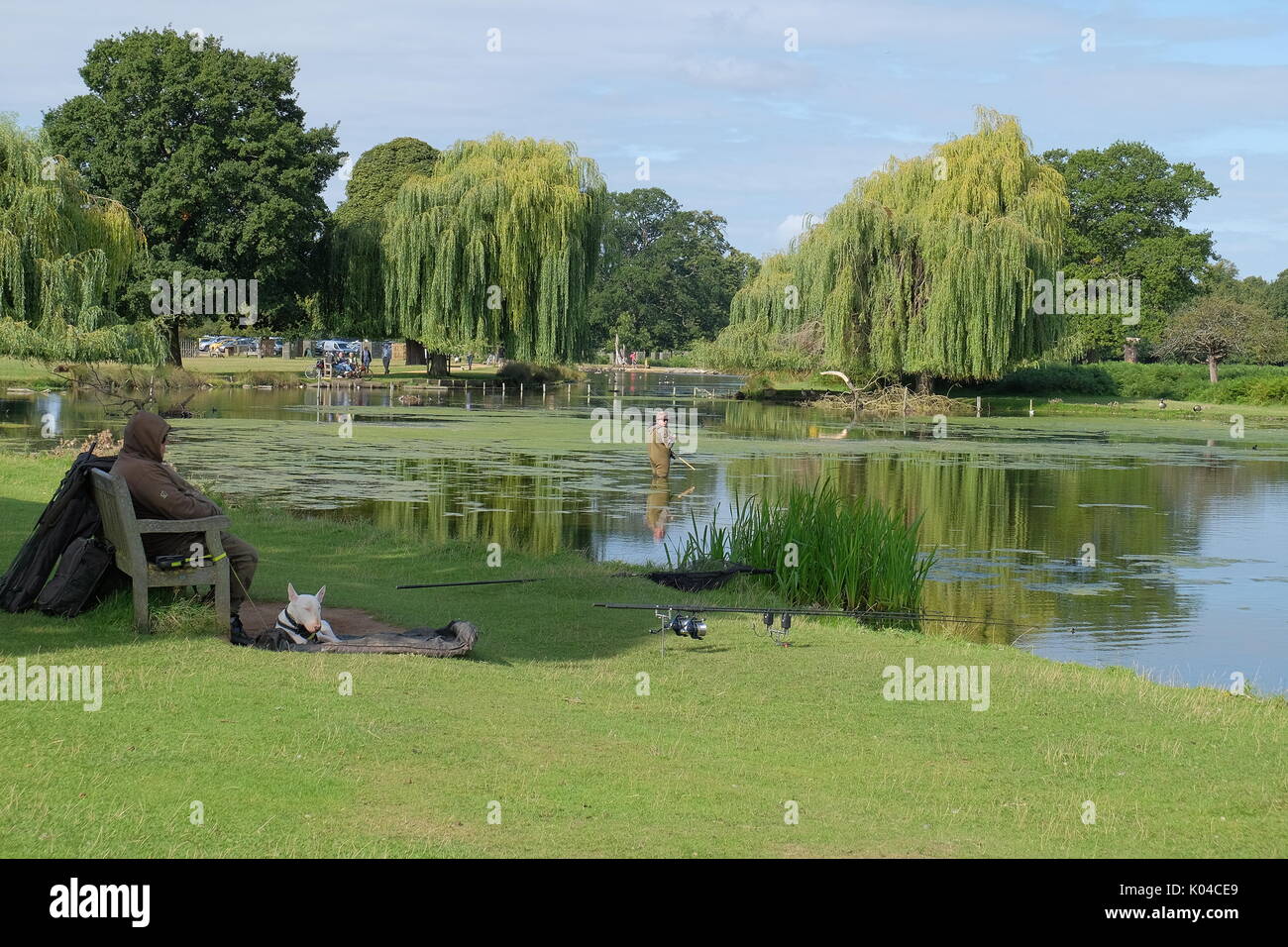 Estanque Con Sauces Llorones Fotos e Imágenes de stock Alamy