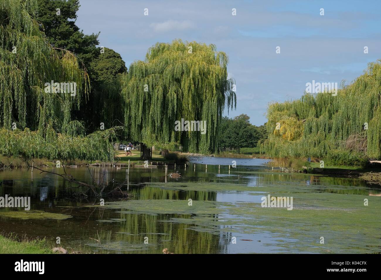 Estanque en el parque los sauces llorones pescador Fotografía de stock