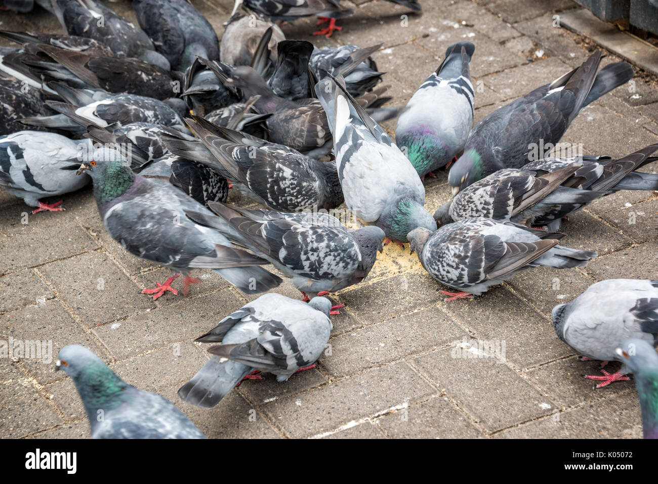 Muchas palomas comiendo alimentos en una calle Foto de stock