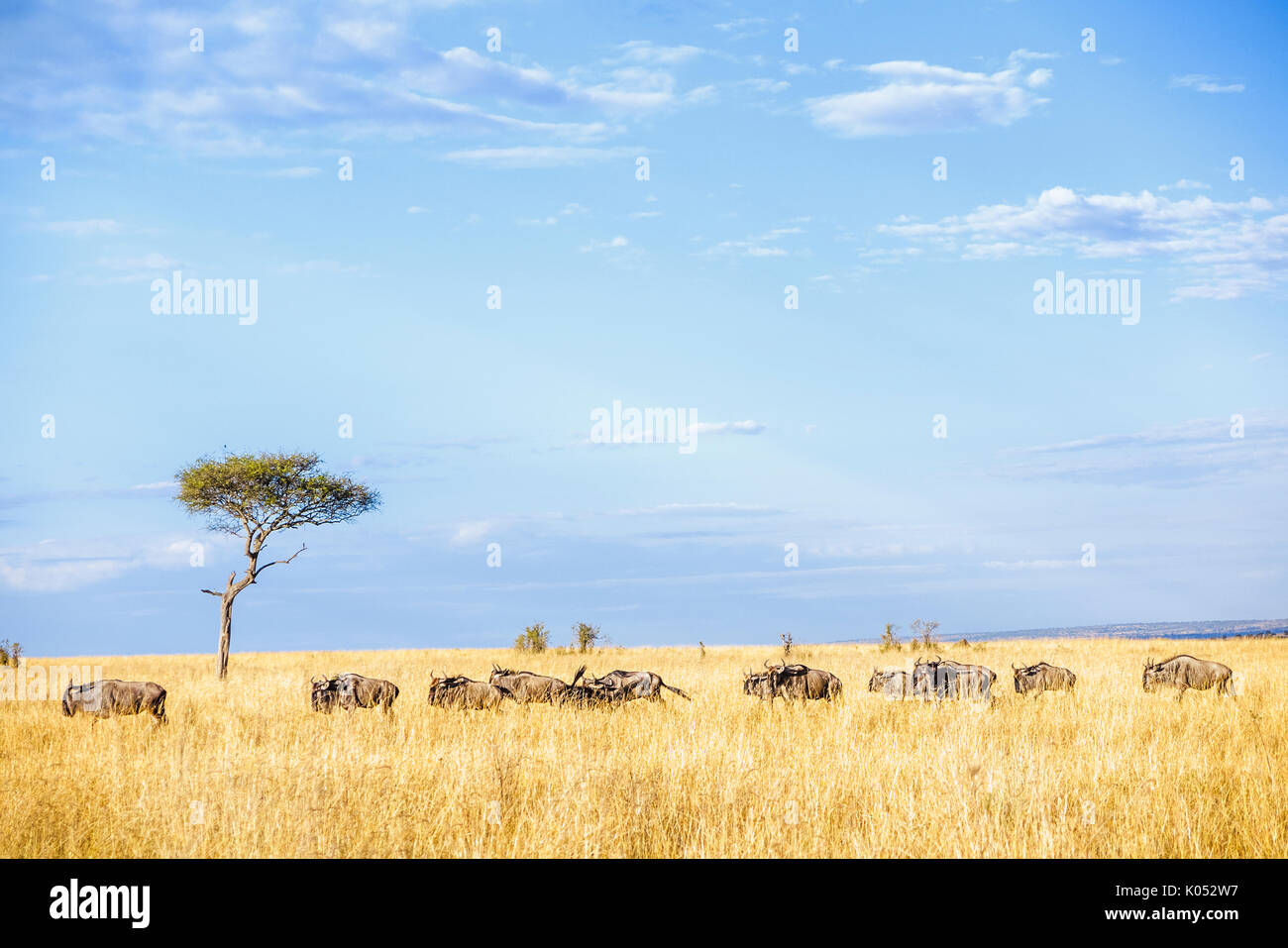 Vista de el ñu azul, Connochaetes taurinus, presentación a través de pasto largo en el savanaah en Masai Mara, Kenya, durante la gran migración anual Foto de stock