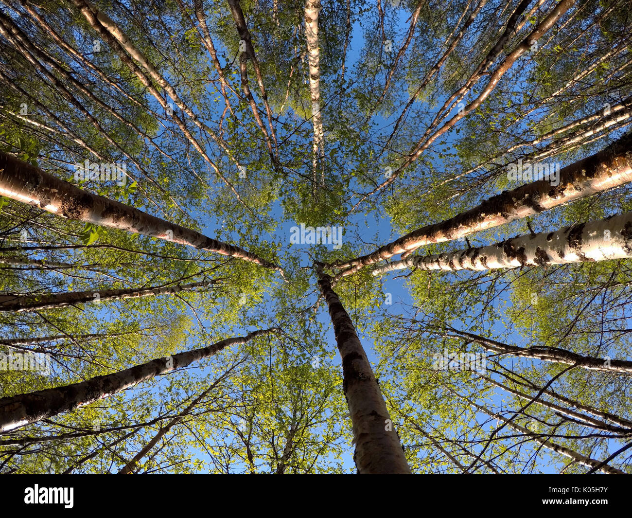 El verde vibrante Birch Tree en sol de verano vista de ángulo bajo de fondo Foto de stock