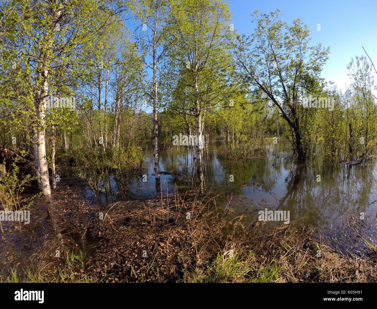 Río inundado de agua en el bosque de verano Foto de stock