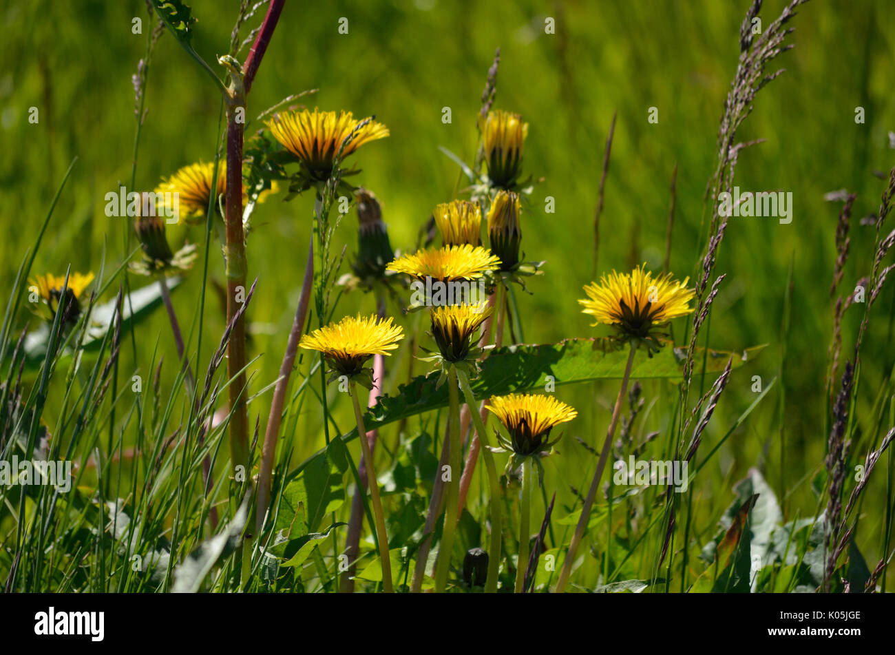 Hermosas flores coltsfoot amarilla en el pastoreo de verano Foto de stock