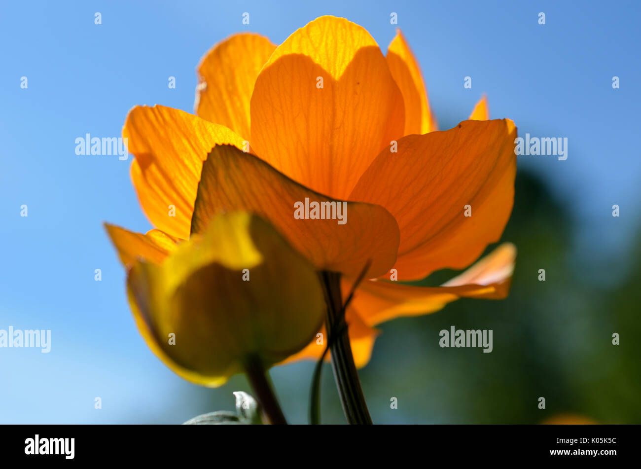 Majestuoso wildflower naranja en verano sol closeup Foto de stock