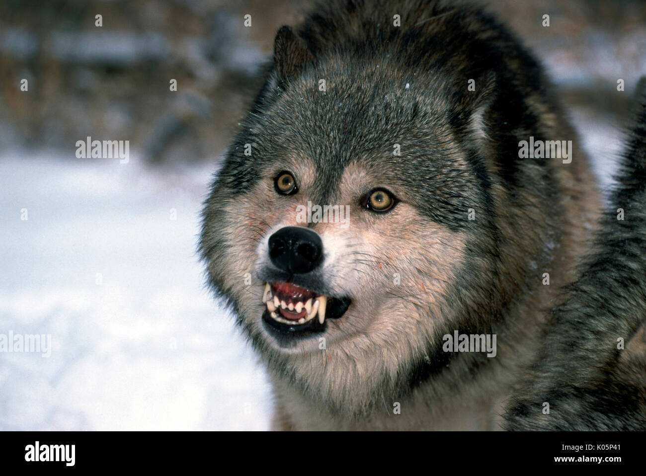 Wolf baring teeth fotografías e imágenes de alta resolución - Alamy