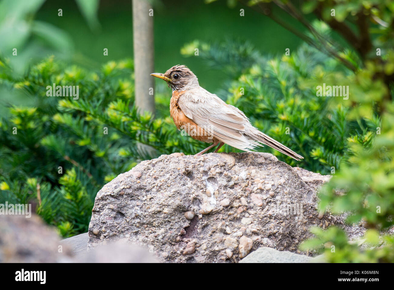 Leucistic American Robin (Turdus migratorius) posado sobre una roca. Foto de stock