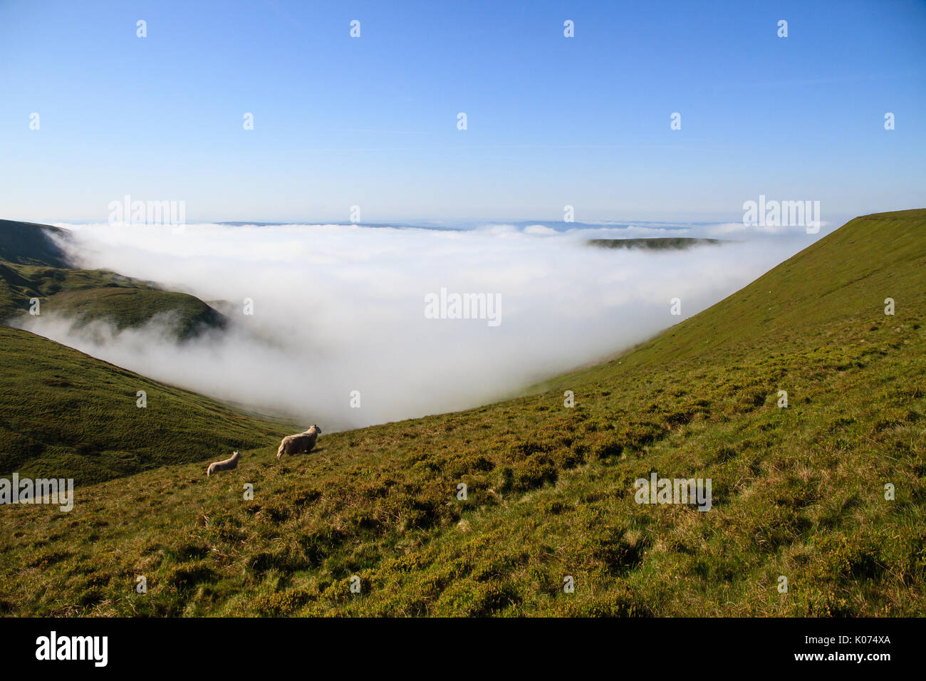 Dos ovejas, una oveja y un cordero, que atraviesa el valle, como la niebla sube desde abajo, en el Parque Nacional de Brecon Beacons en South Wales, REINO UNIDO Foto de stock