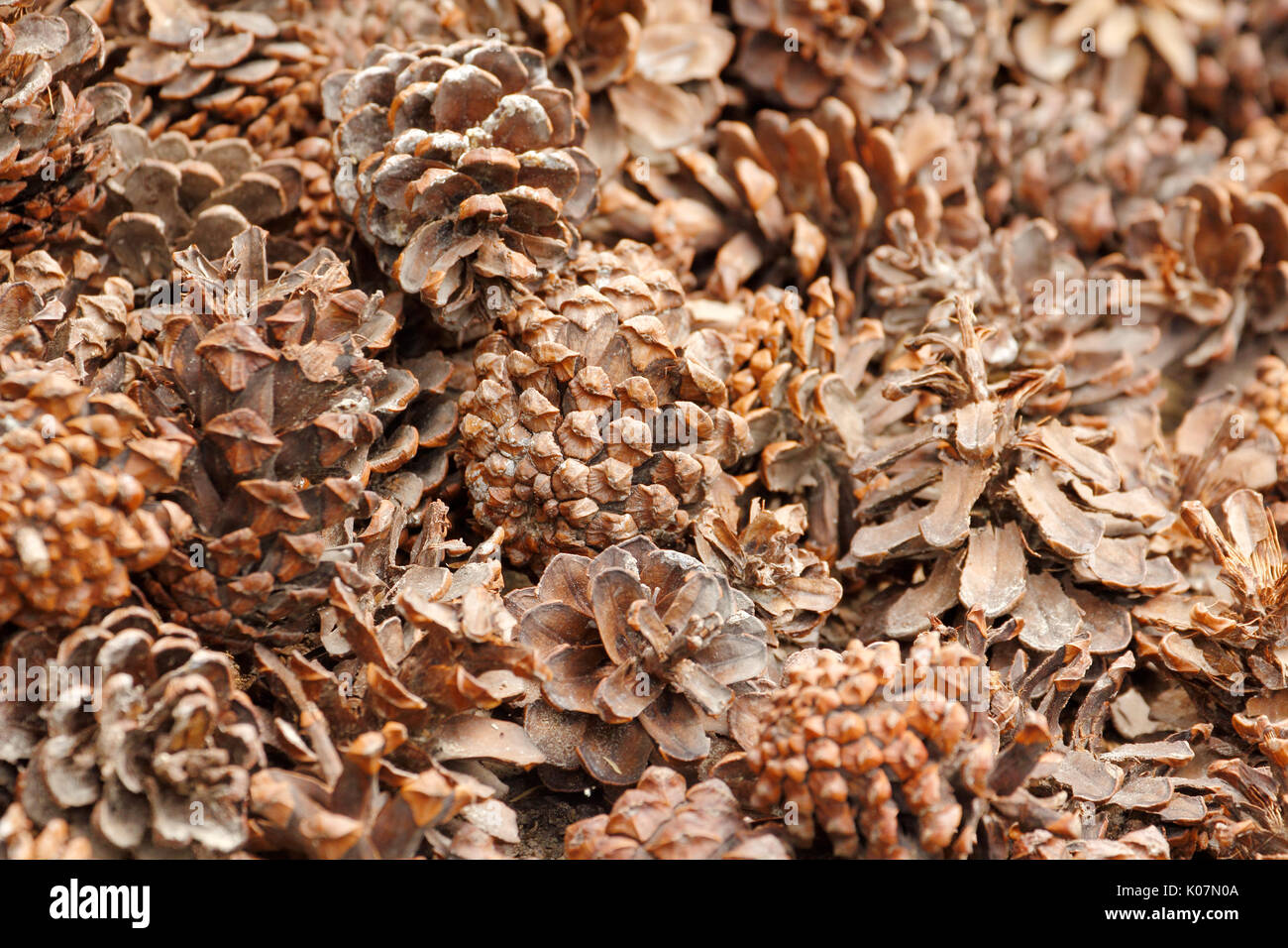 Cierre hembra woody cono de pino (strobilus) Antecedentes Foto de stock
