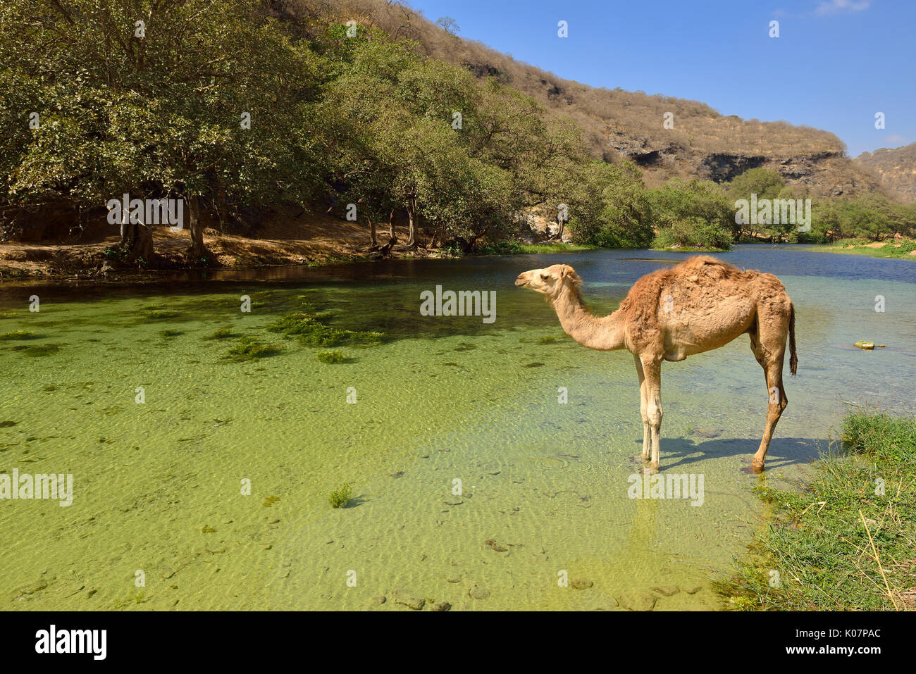 Camello arábigo (Camelus dromedarius), de pie en un río Wadi Darbat, Dhofar, Omán, Arabia Foto de stock