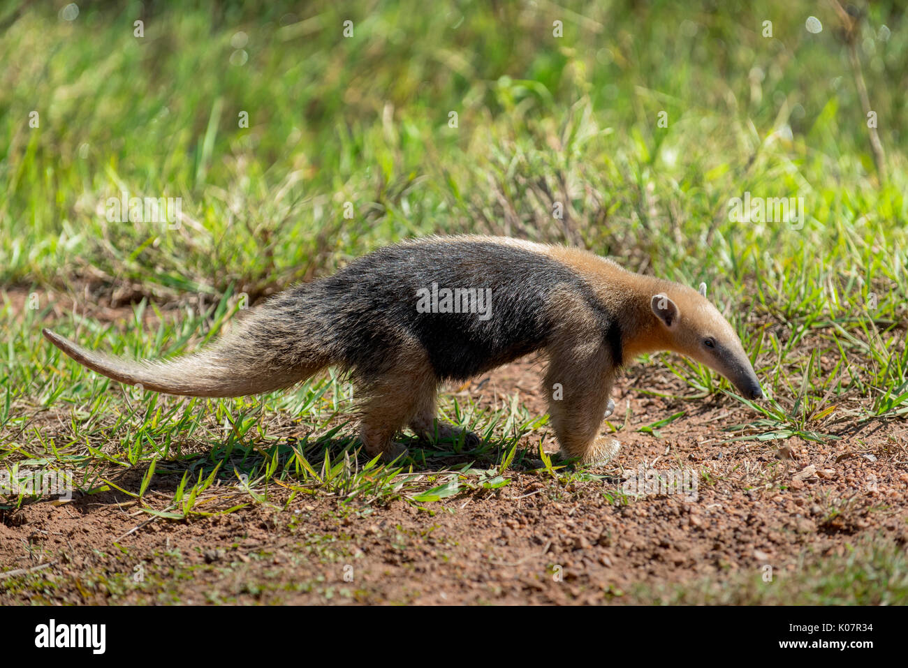 Sur de Tamandua o collared oso hormiguero (Tamandua tetradactyla), el Pantanal de Mato Grosso, Mato Grosso do Sul, Brasil Foto de stock