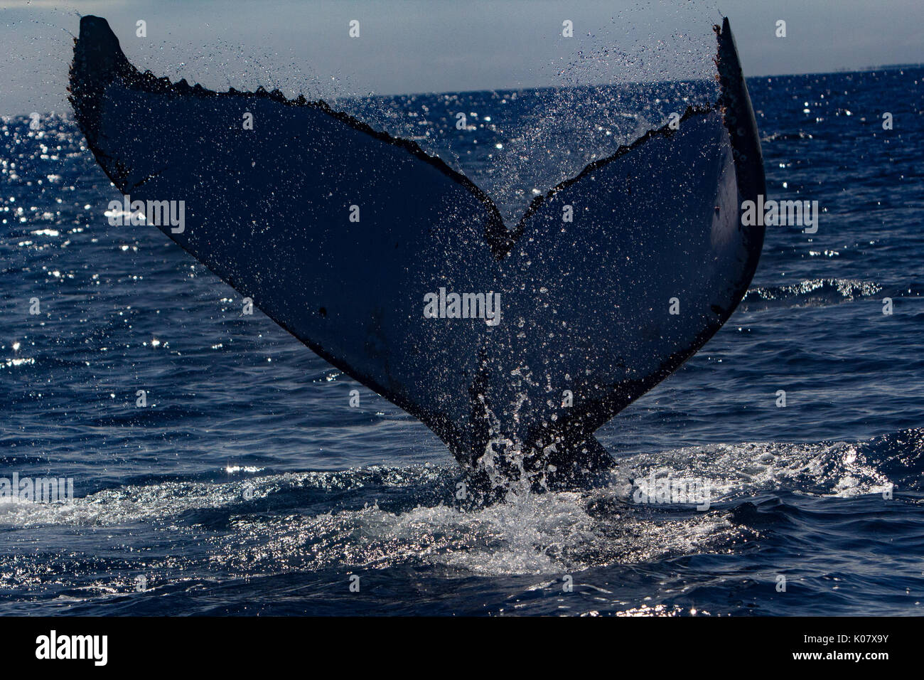 Un grupo competitivo o ejecutar el calor de las ballenas jorobadas en el grupo Haapai de Tonga Foto de stock