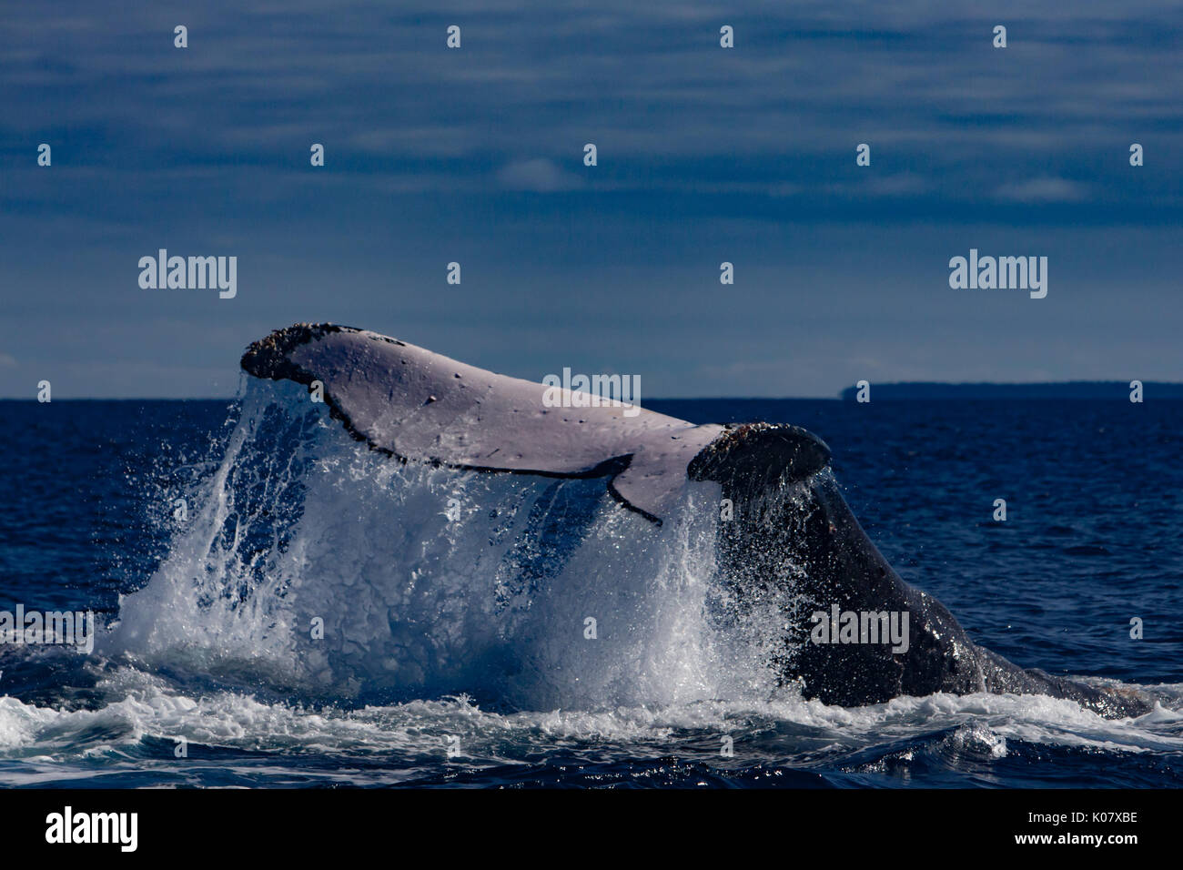 Un grupo competitivo o ejecutar el calor de las ballenas jorobadas en el grupo Haapai de Tonga Foto de stock