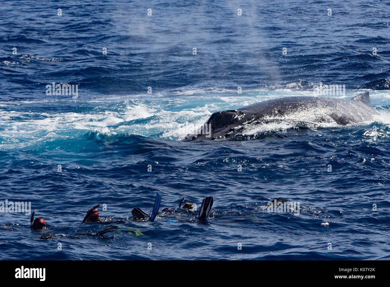 Gente nadando con las ballenas en Tonga y obtener la experiencia de toda una vida Foto de stock