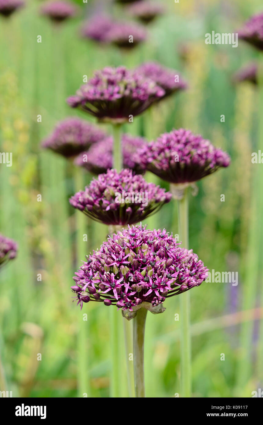 Flores púrpura de la cebolla (Allium atropurpureum) Foto de stock