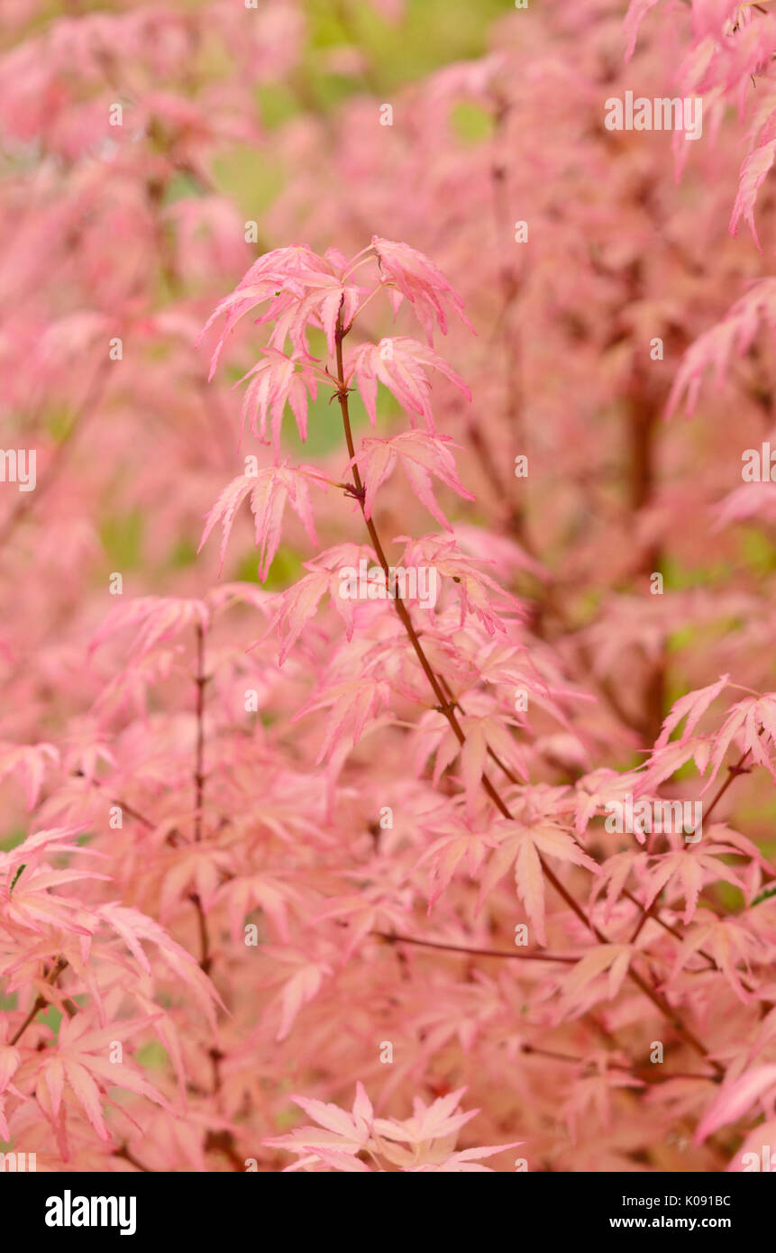 Arce japonés (acer palmatum 'taylor') Foto de stock