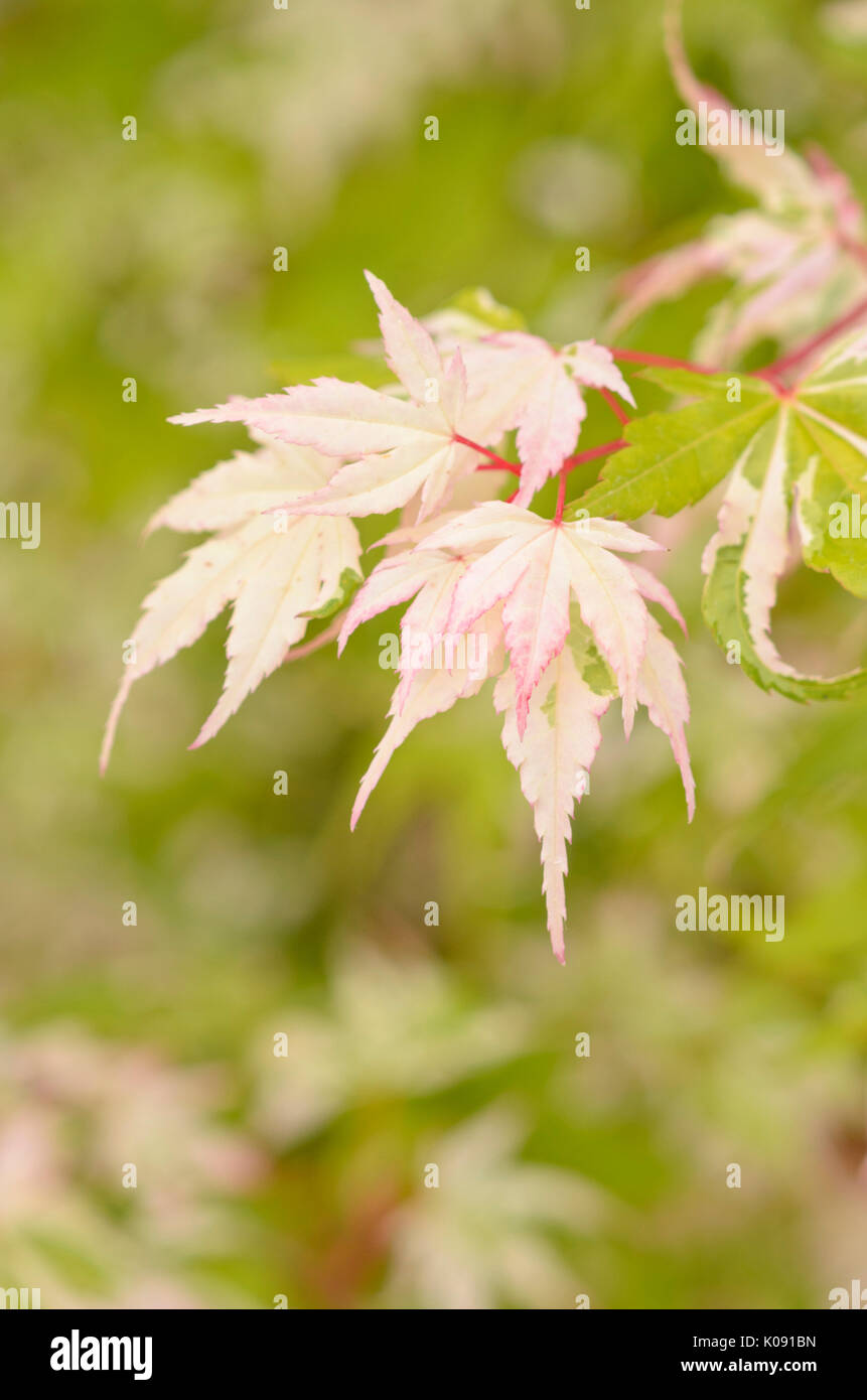 Arce japonés (acer palmatum 'honoo') Foto de stock