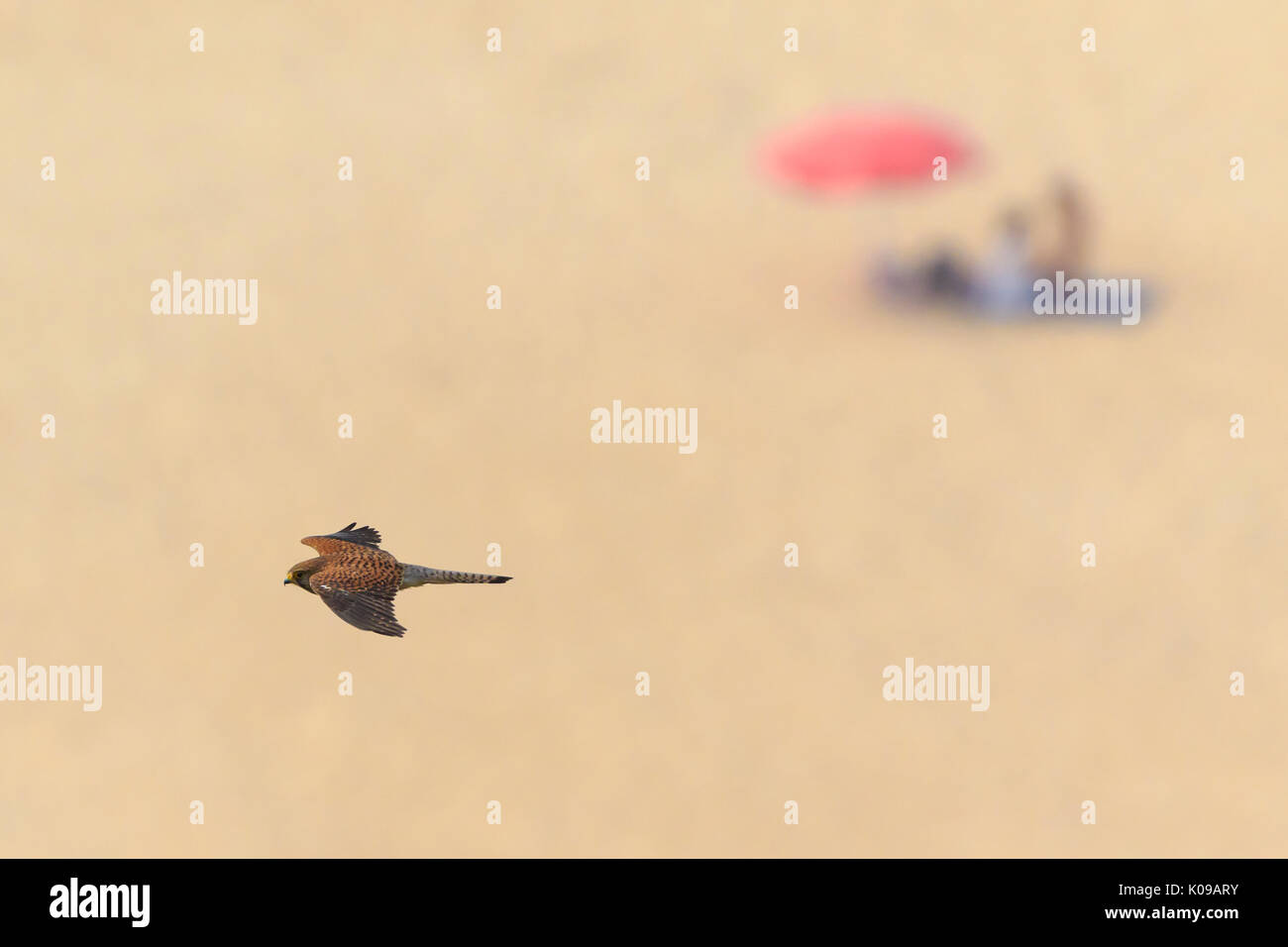 Hembra de cernícalo vulgar (Falco tinnunculus) en vuelo por encima de la playa con la gente en el fondo Foto de stock