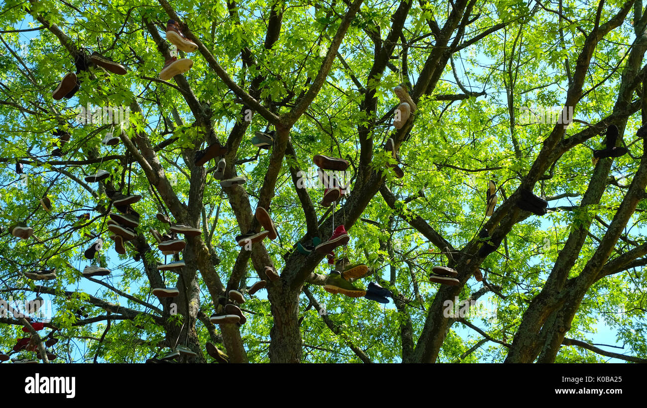 Árbol de zapata en College Green, Bristol Catedral. Árbol verde y exuberante con un montón de zapatos o zapatillas colgando de las ramas, en verano, Bristol. Foto de stock