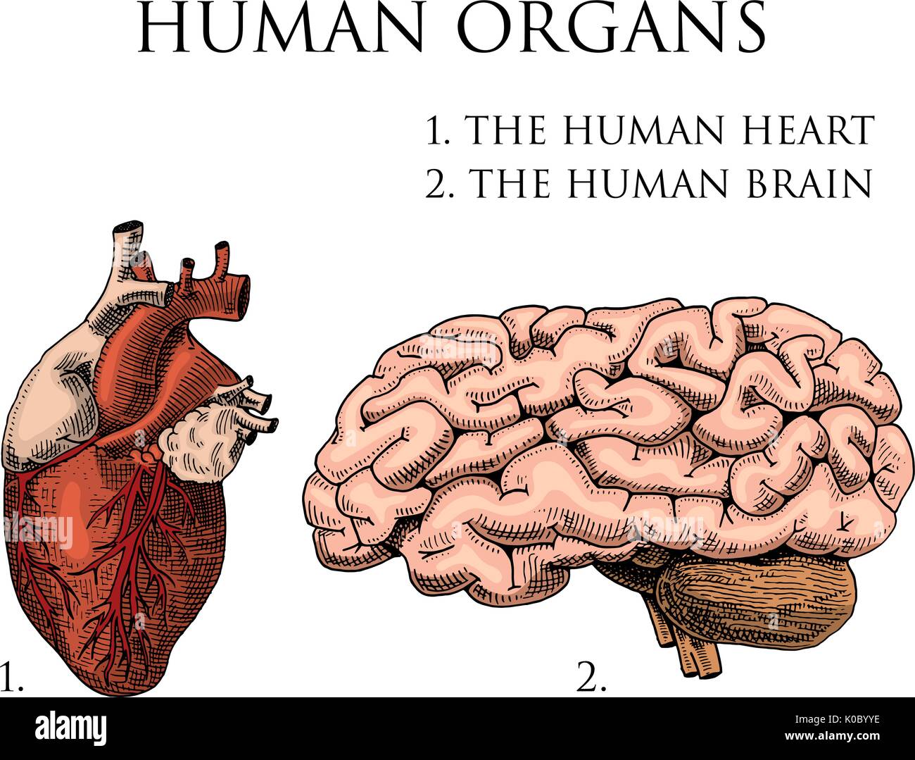 biología de órganos