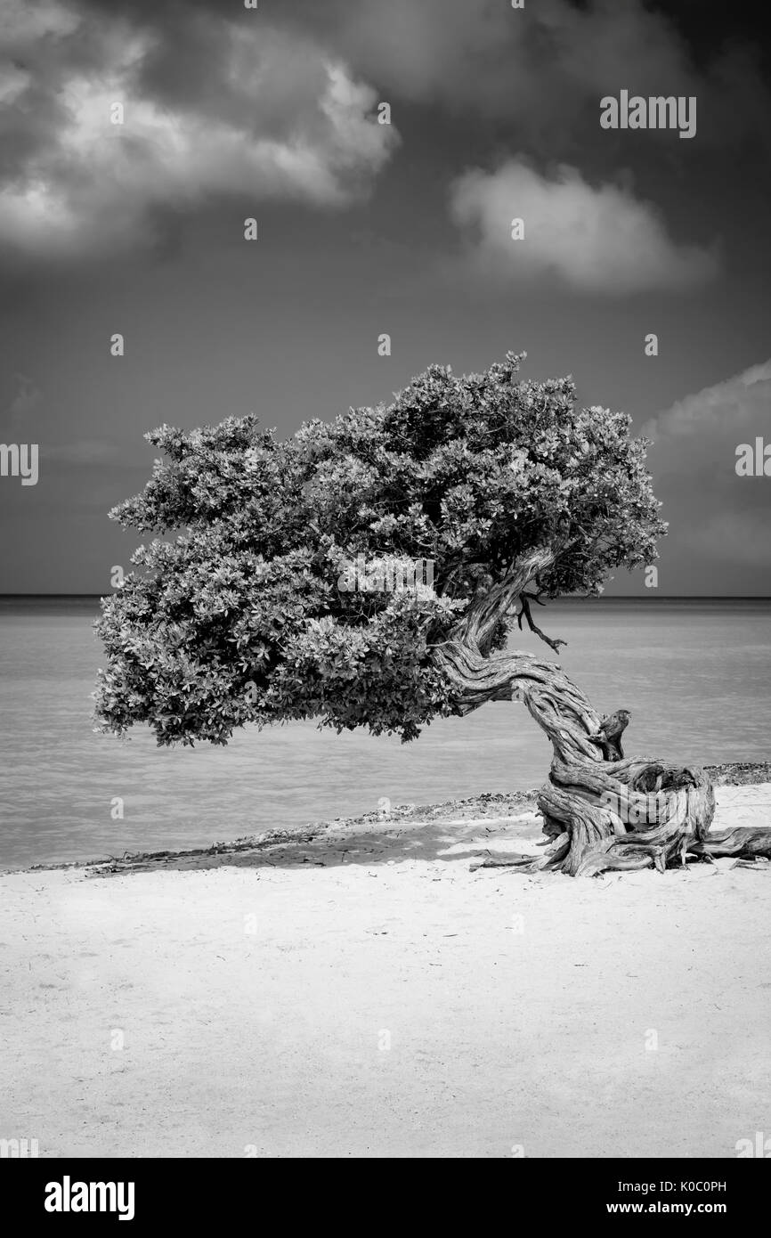 Capeado Fototi tree (a menudo confundido con el Divi Divi) en la playa de Aruba, West Indies Foto de stock