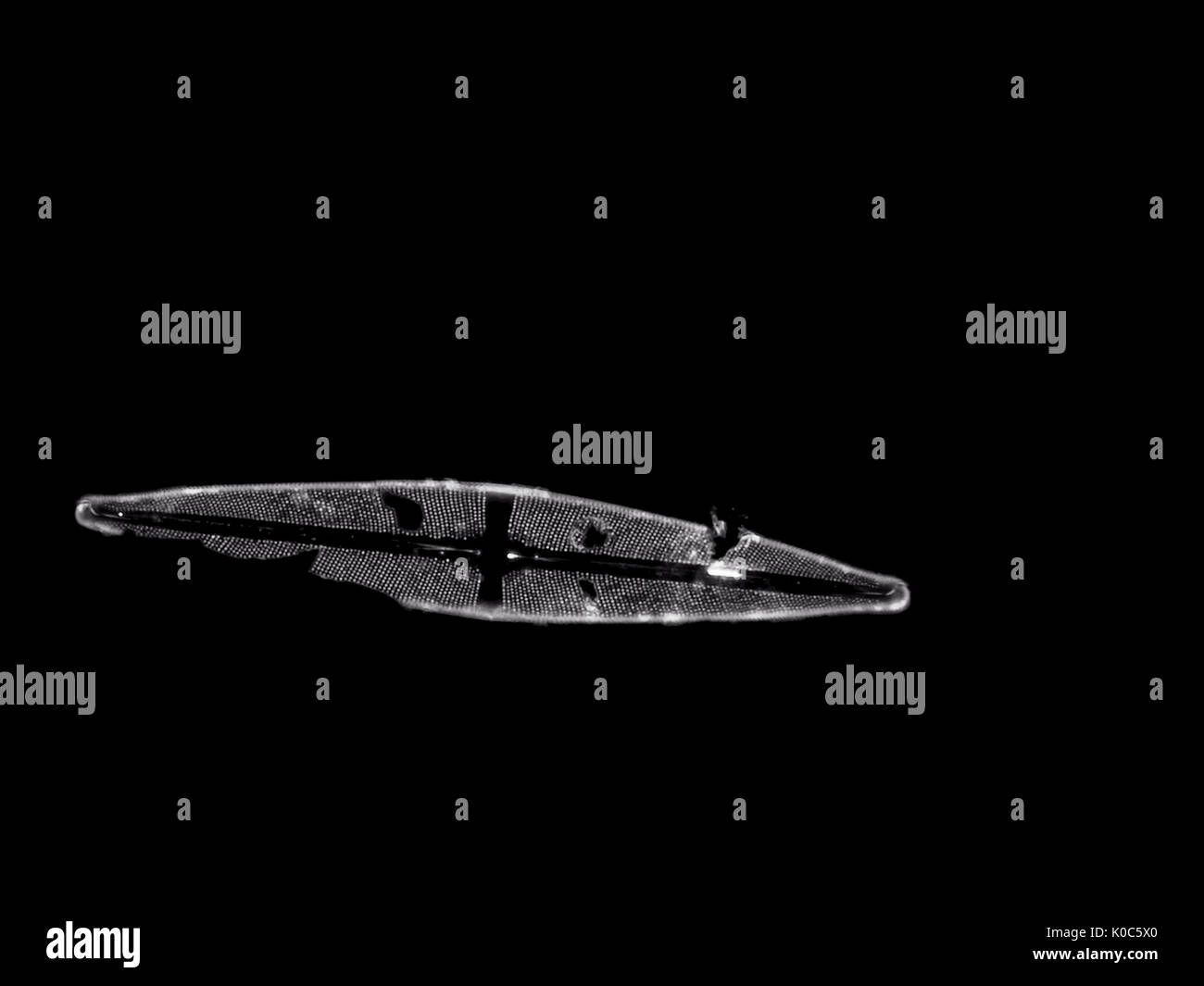 Diatomea frustule rota a partir de una muestra de agua dulce (unos 120 micrones de longitud), campo oscuro micrografía Foto de stock