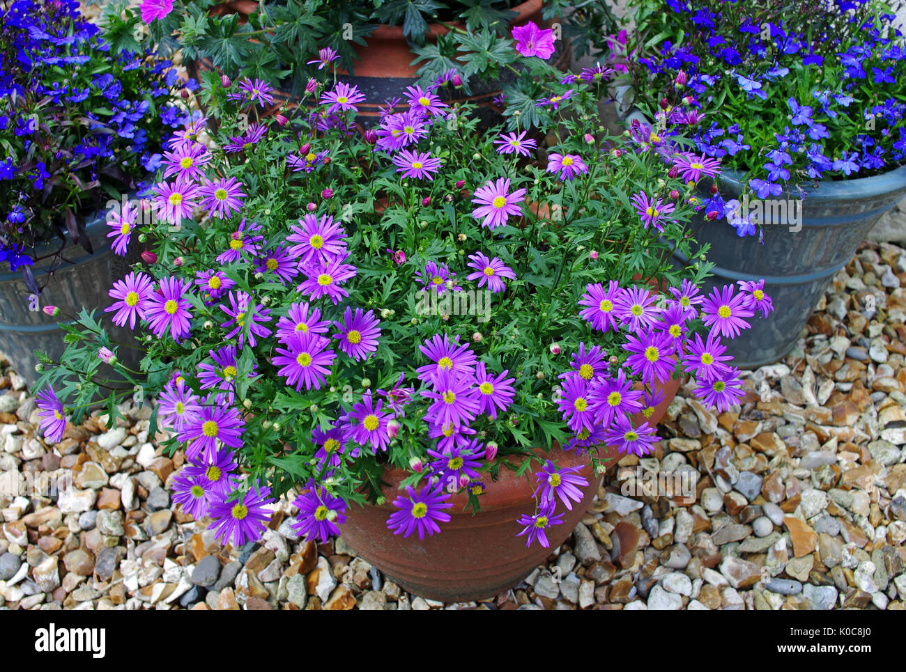 Las plantas de floración estival brachyscome morado y azul lobelia en macetas en el patio de grava ornamentales. Foto de stock