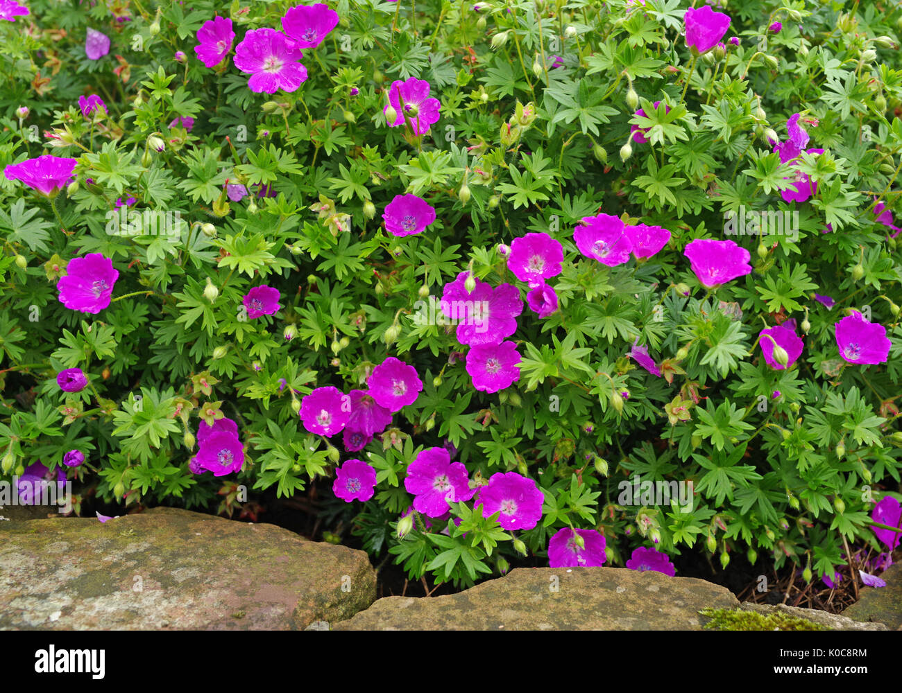 Profundo de flor pequeña rosa geranio planta perenne que crece en el jardín inglés junto a cantos de arenisca erosionados. Foto de stock