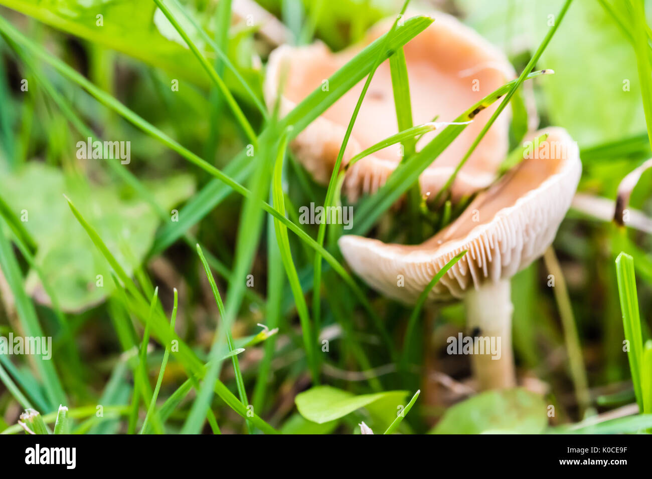 Dos pequeños hongos venenosos en el pasto verde en el bosque. Día soleado en verano. Foto de stock