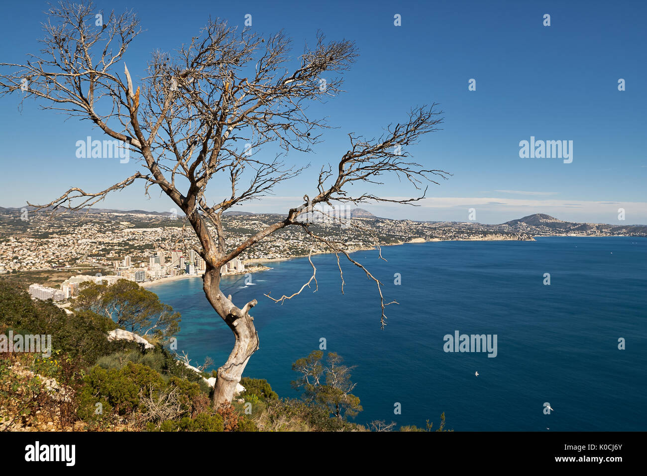 Árbol de la muerte en el pico de la costa del mar mediterráneo con el agua y el cielo azul como fondo Foto de stock