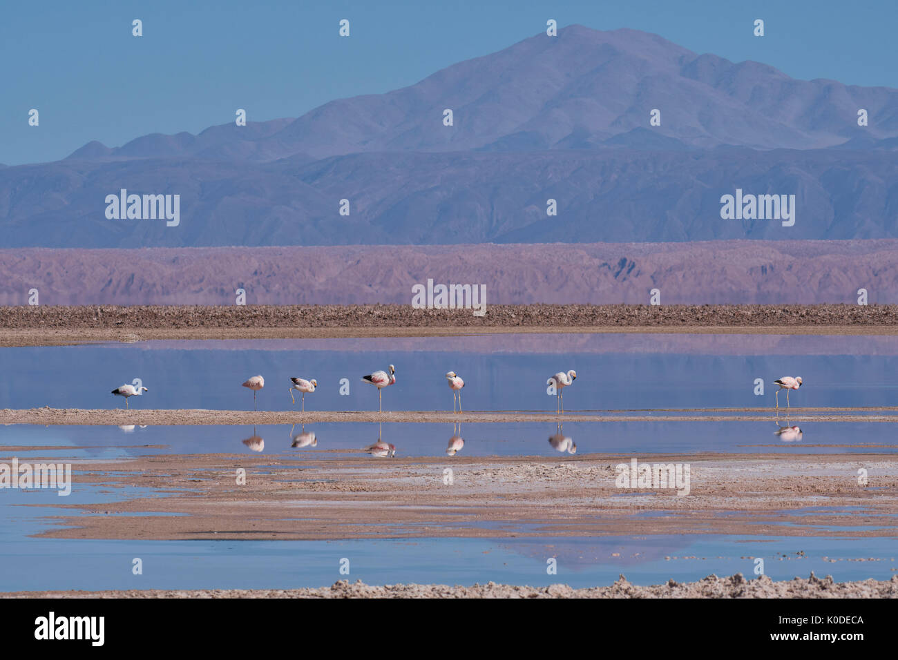 América del Sur, de los Andes, Atacama, San Pedro de Atacama, el Salar de Atacama, Flamingo preservar Foto de stock