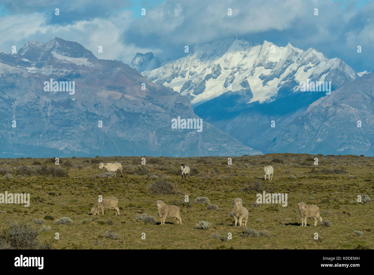 América del Sur, Argentina, Patagonia, los Andes y los caballos Foto de stock