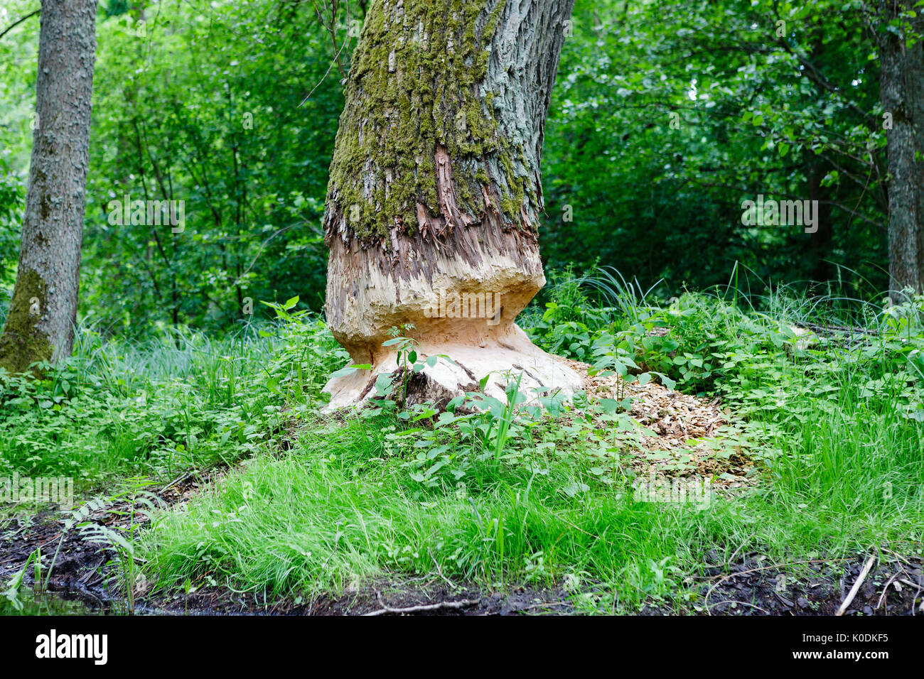 Un árbol mordido por castores Foto de stock