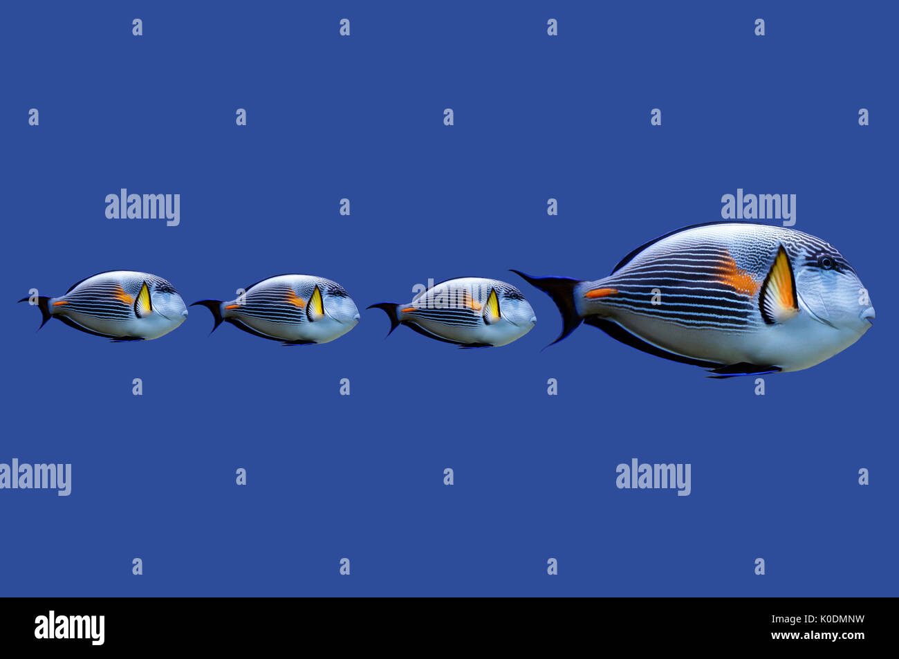 Ilustración de peces tropicales nadando en fila Fotografía de stock - Alamy