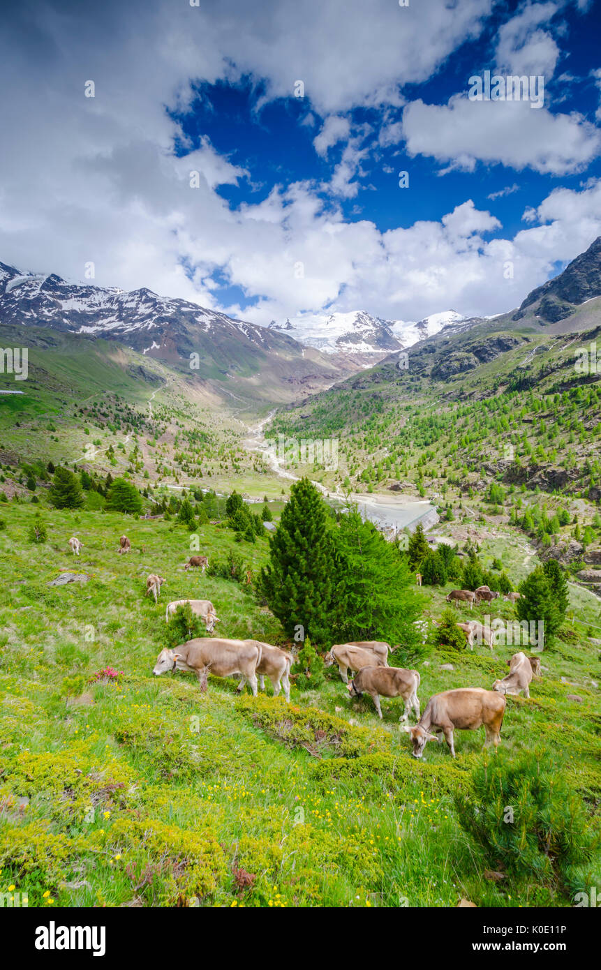 Las vacas en el frente del glaciar Forni (Valtellina, Lombardía, Alpes Italianos) Foto de stock