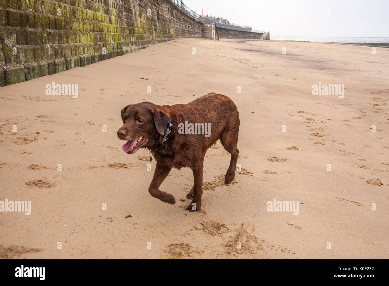 Un perro Labrador marrón chocolate en la playa en Hartlepool, Inglaterra, Reino Unido Foto de stock