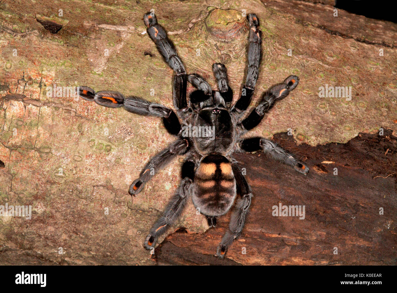Tarantula spider venezuela sun tiger fotografías e imágenes de alta  resolución - Alamy