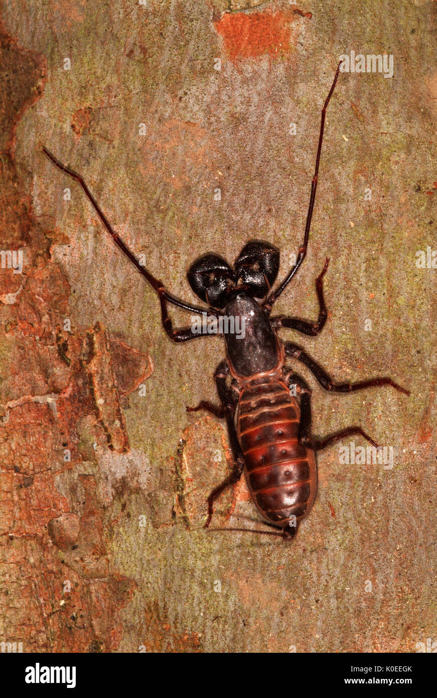 Vinegaroon fotografías e imágenes de alta resolución Alamy