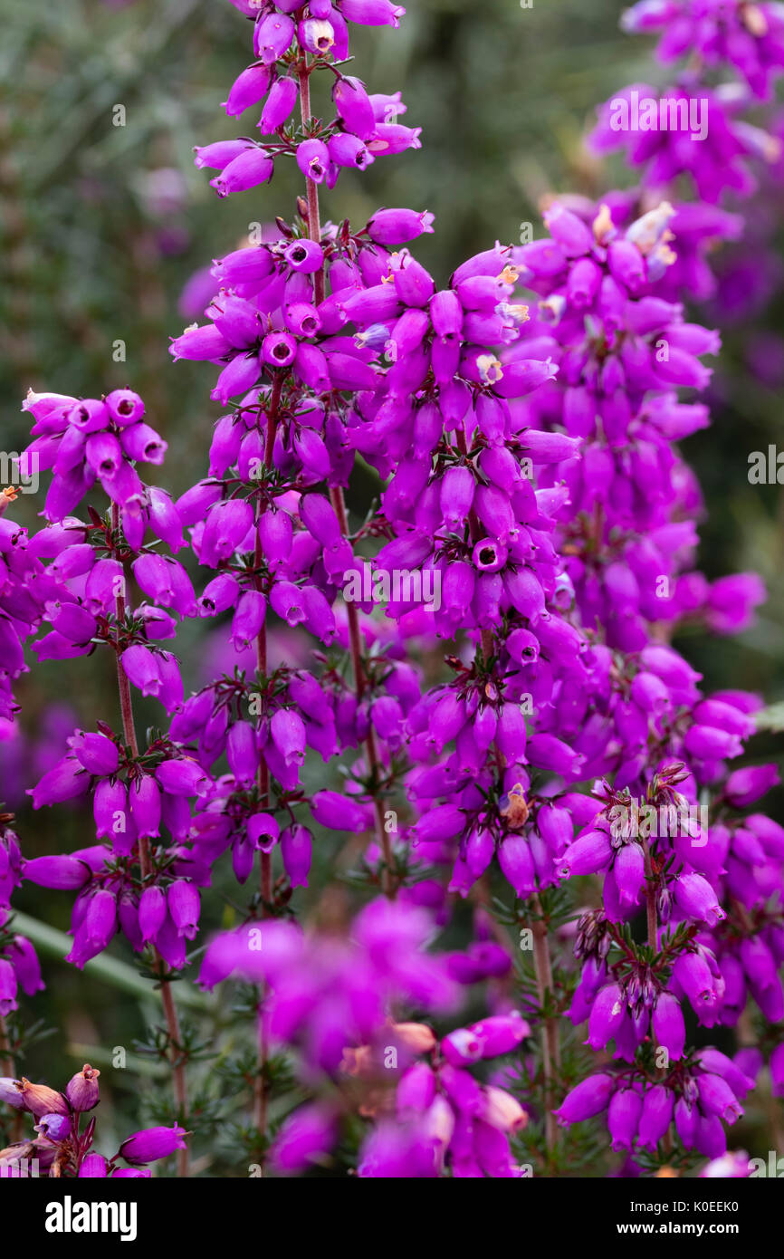 Rojo-púrpura flores campanas de la violeta del brezo, Erica cinerea, en páramos en Dartmoor, REINO UNIDO Foto de stock