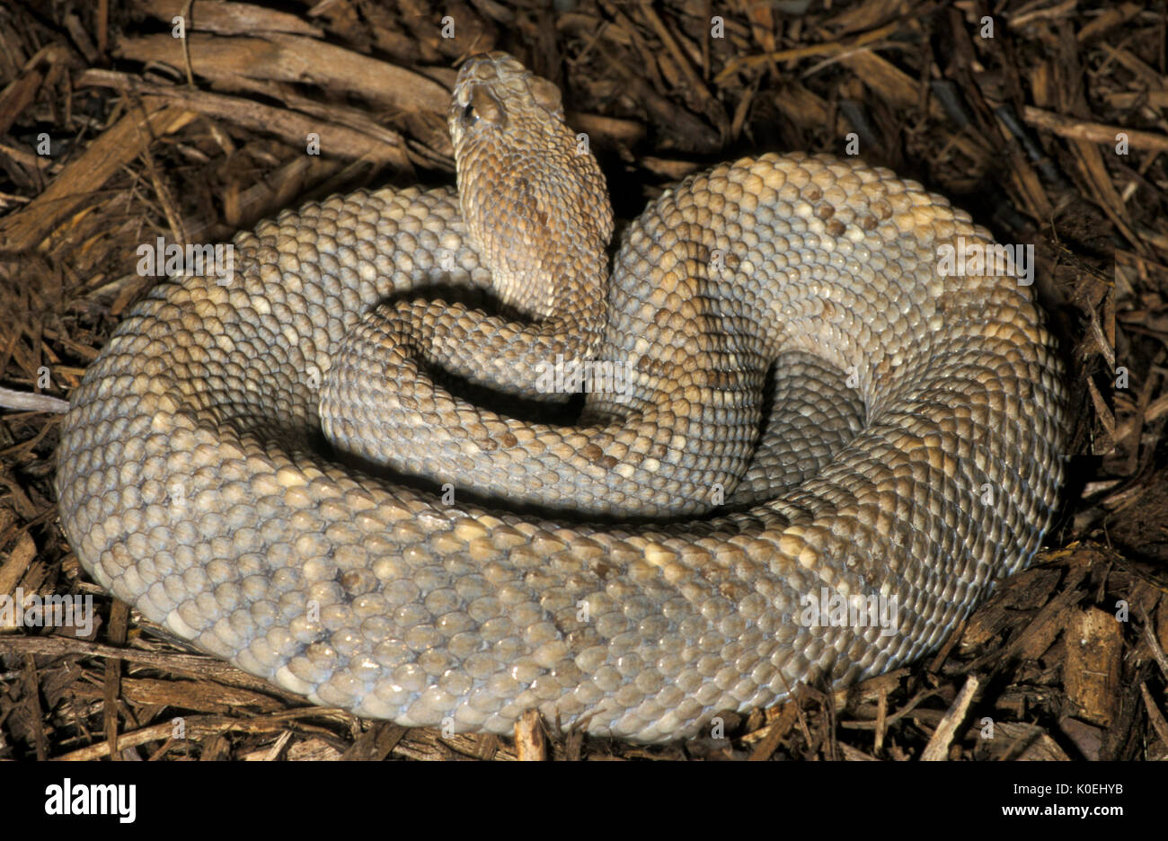 Serpiente De Cascabel Crotalus Durissus Fotografías E Imágenes De Alta