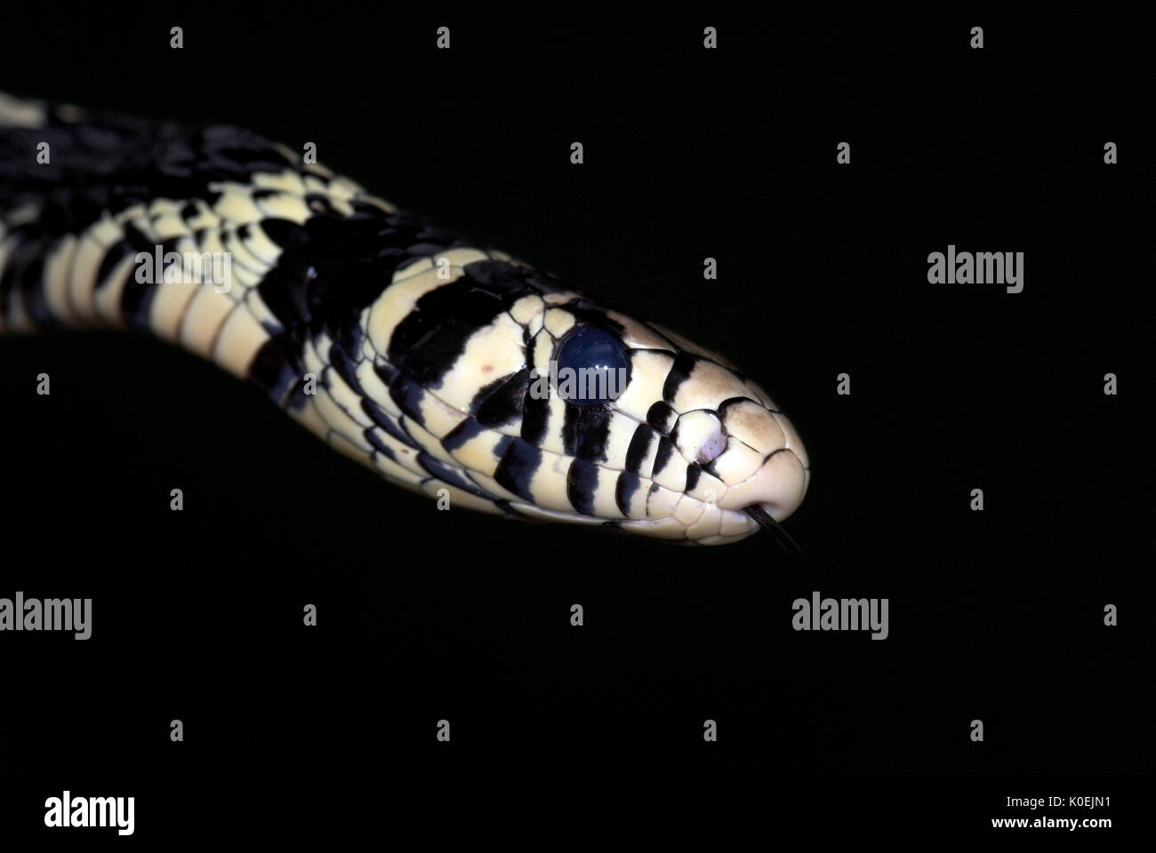 Tigre Rata Spilotes pullatus pullatus, serpiente, colubrids encontrados en América Central y del Sur, blanco y negro, Retrato Foto de stock