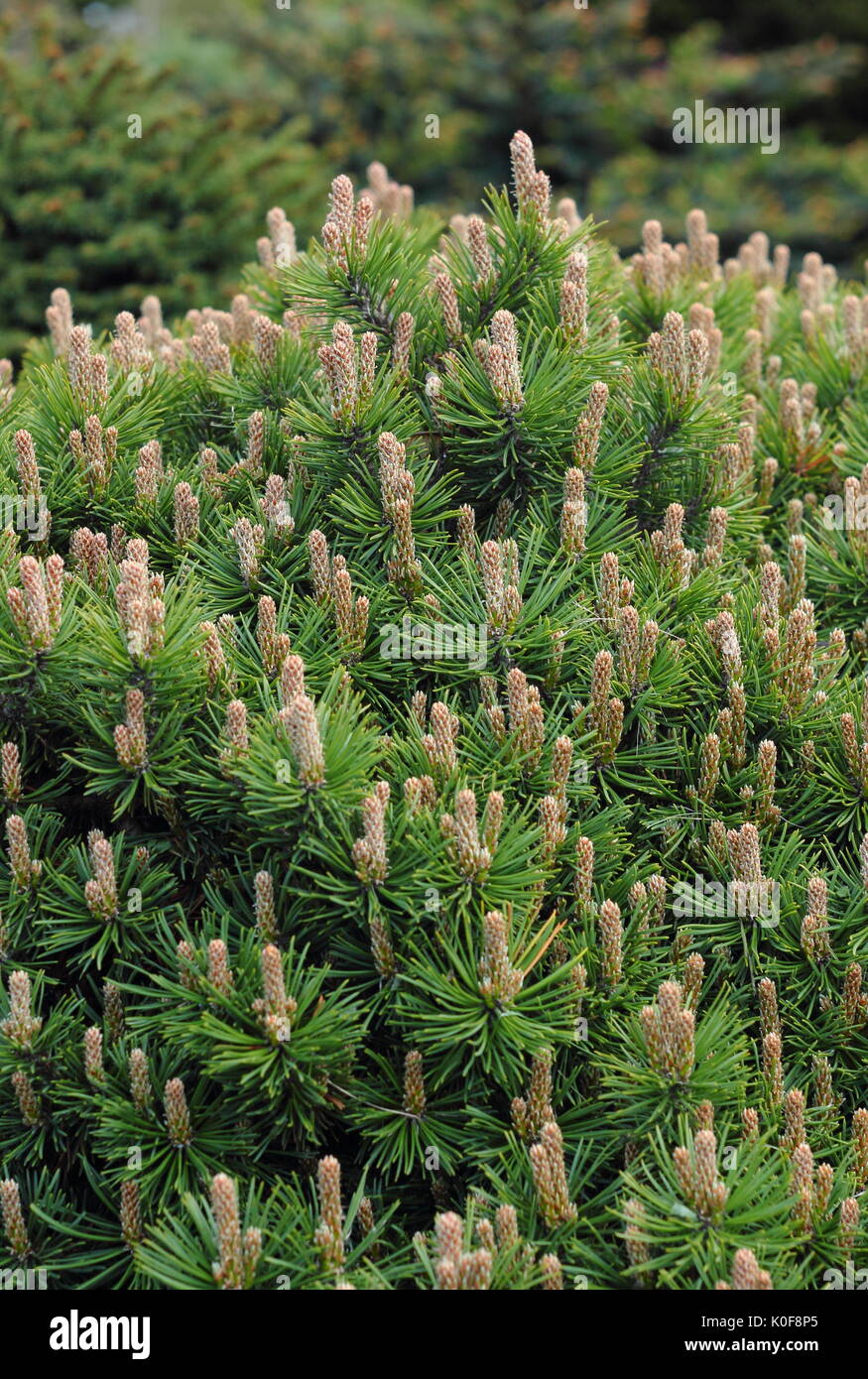 Dwarf Mountain Pine (Pinus mugo) var. "Piggelmee', con forma de globo terráqueo un pino enano, en un jardín DEL REINO UNIDO Foto de stock